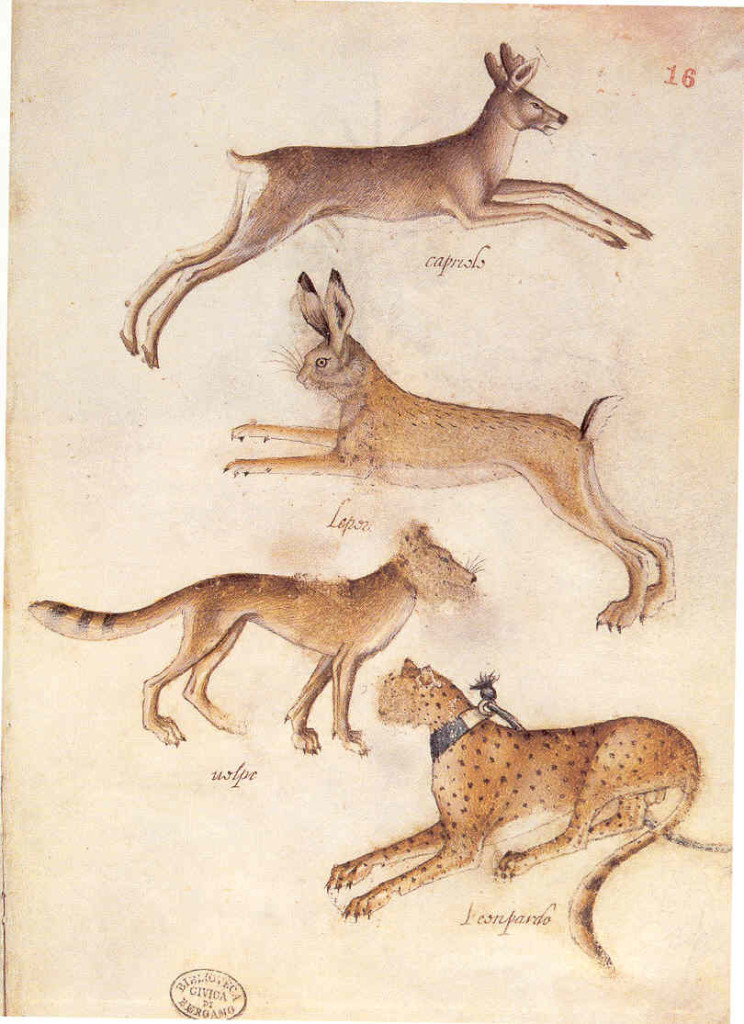 2-3 Giovannino de’Grassi, Roebuck, Hare, Wolf, Leopard, ca. 1389-98. Pen and washes, silverpoint with white heightening on parchment, 26 x 17.5 cm. Civica Biblioteca Angelo Mai, Bergamo.